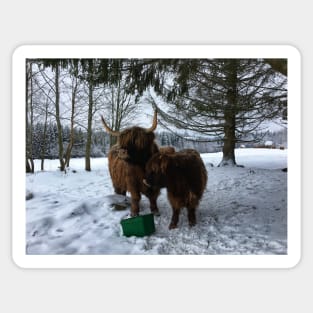 Scottish Highland Cattle Cow and Calf 1648 Sticker